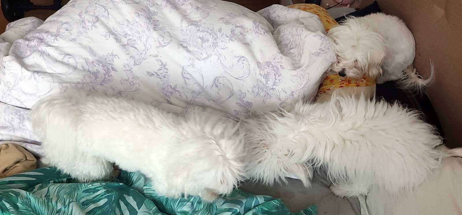 coton de tulera