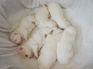 4 tydzień