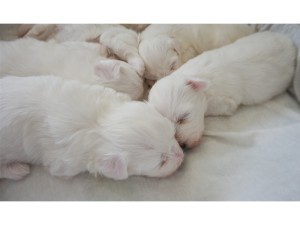 5 tydzień