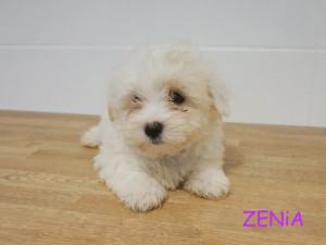 Zenia 9 tydzień
