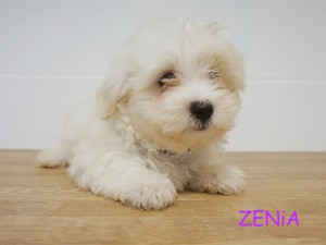Zenia 9 tydzień