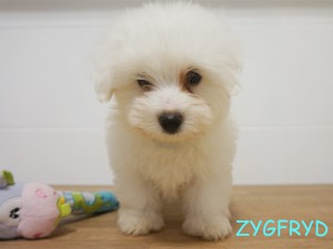 Zygfryd 9 tydzień