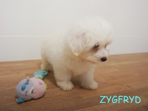 Zygfryd 9 tydzień