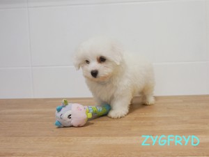 Zygfryd 9 tydzień
