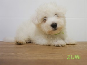 Zumi 9 tydzień