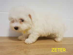 Zeter 9 tydzień