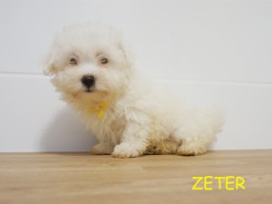 Zeter 9 tydzień