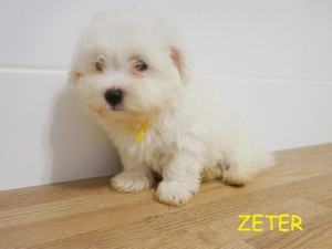 Zeter 9 tydzień