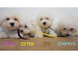 2 miesiące i tydzień