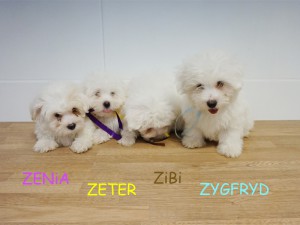 2 miesiące i tydzień