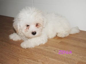 Zenia