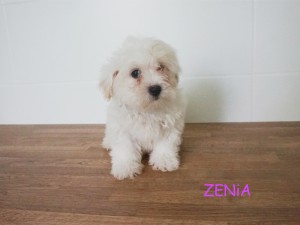 Zenia