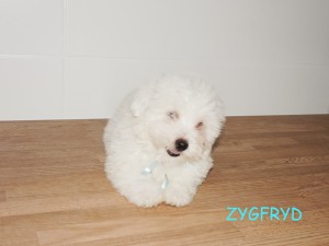 Zygfryd