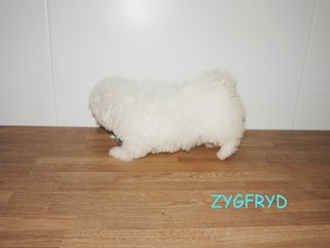 Zygfryd