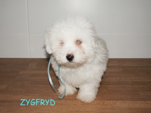 Zygfryd