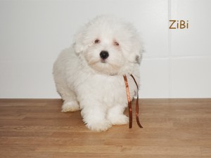 Zibi