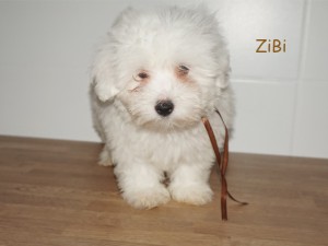 Zibi