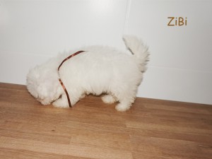 Zibi