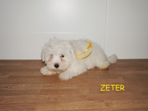 Zeter 