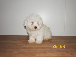 Zeter 