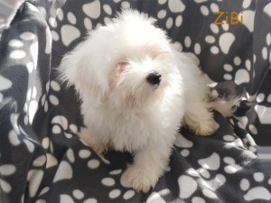 Zibi