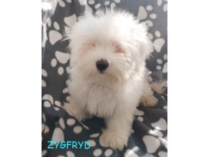 Zygfryd