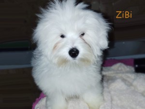 Zibi