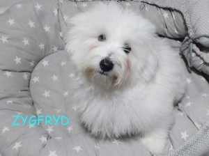Zygfryd