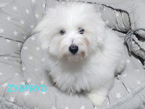 Zygfryd