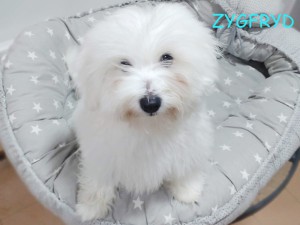 Zygfryd