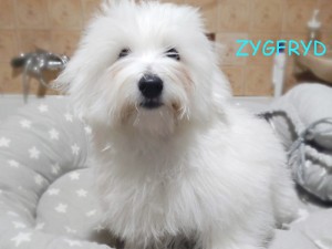 Zygfryd