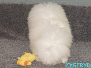 Zygfryd
