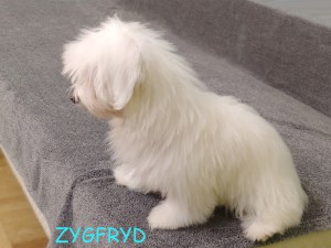 Zygfryd