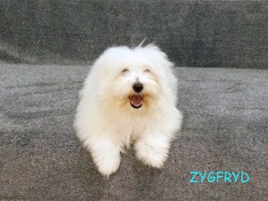 Zygfryd