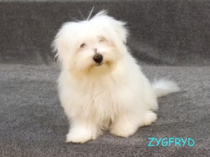 Zygfryd