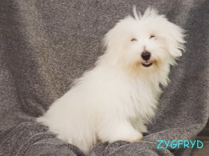 Zygfryd