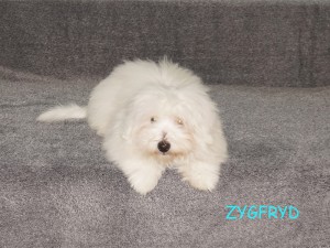 Zygfryd