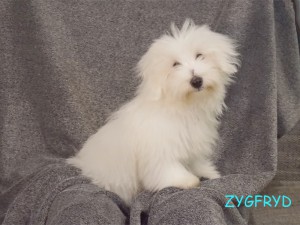 Zygfryd
