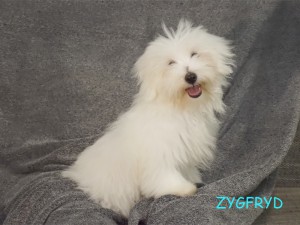 Zygfryd