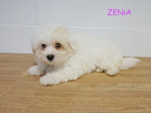 ZENIA 