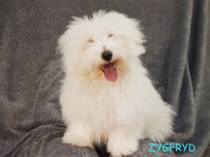 ZYGFRYD