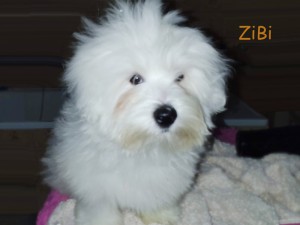  ZiBi 