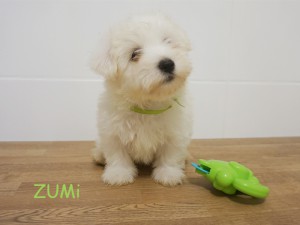ZUMI