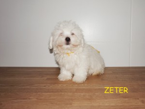 ZETER