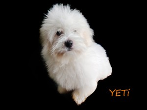 YETI 