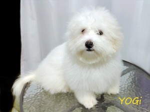 YOGI 