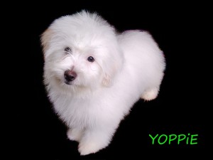 YOPPIE 