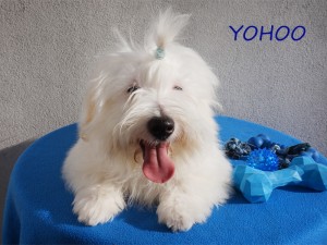 YOHOO