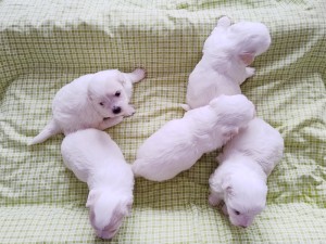 4 tydzień 