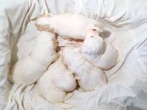 4 tydzień 